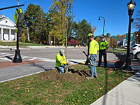 Planting a young tree