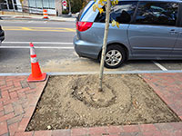 Tree work on Main Street