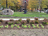 Plantings along sidewalk by Town Common