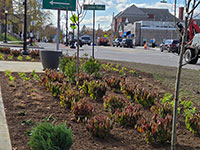 Landscaping at Hayden Rowe