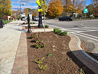 Newly planted landscaping plants and small trees near crosswalk and road