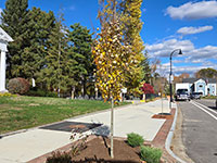 Young maple tree and junipers planted near crosswalk and road