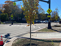 Tree near Hayden Rowe intersection